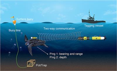 TurtleCam: A “Smart” Autonomous Underwater Vehicle for Investigating Behaviors and Habitats of Sea Turtles